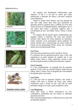 3
EFEITO DA LUA:
Os vegetais são diretamente influenciados pela
natureza. A lua e o sol são os astros que muito
influenciam a absorção do Prana e devemos conhecer
estas influências.
Dentre as quatro fases lunares, que tem duração de
sete dias cada, temos duas fases que chamamos de
quinzena positiva, propícia para a colheita de ervas para
rituais diversos na Umbanda (banhos, defumações, etc.) e
nas outras duas temos a quinzena negativa, pois a
concentração de éter, nas folhas, frutos e flores, é muito
baixa.
Os vegetais são de maneira geral, condensadores das
energias solares e cósmicas. Há ervas que recebem
influxos mais diretos de certos planetas ou luminares,
sendo, portanto, ervas particulares desses planetas Os
corpos celestes são a concretização de certas Linhas de
Forças de um determinado Orixá, assim, por extensão,
temos ervas de determinado Orixá.
Lua Nova:
Esta fase lunar caracteriza-se pela “ausência” da lua.
É a primeira fase da quinzena positiva, pois o éter vital
concentra-se na parte superior do vegetal, isto é, nas
folhas, frutos, flores e caules superiores. Assim, é uma
das fases propícias para a colheita de elementos vegetais.
Lua Crescente:
É a fase complementar, ou segunda fase da quinzena
positiva. O éter vital, ou corrente Prânica, ainda está nas
folhas, flores e frutos. Está se dirigindo das extremidades
das plantas para o seu centro.
Lua Cheia:
É a fase que está na quinzena negativa, não sendo o
melhor ciclo para a colheita de ervas, para efeitos
ritualísticos, pois o Prana ou éter vital está no caule
principal e dirige-se às raízes, para completar o ciclo.
Lua Minguante:
Nesta fase lunar, o Prana concentra-se na raiz,
vitalizando-a, permitindo que ela extraia os nutrientes
necessários do solo.
Não é uma fase propícia para a colheita de ervas, pois está
na quinzena negativa.
Guiné
Sementes, cascas e raízes
Alecrim
Colônia
 