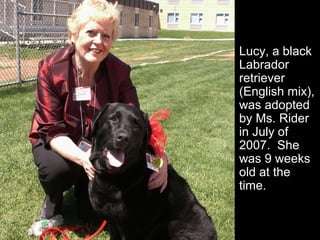 Lucy, a black
Labrador
retriever
(English mix),
was adopted
by Ms. Rider
in July of
2007. She
was 9 weeks
old at the
time.
 