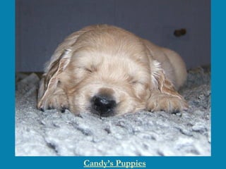 Candy’s Puppies 