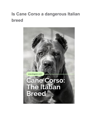 Is Cane Corso a dangerous Italian
breed
 