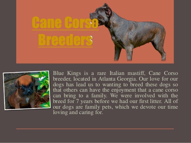 Cane Corso Breeders