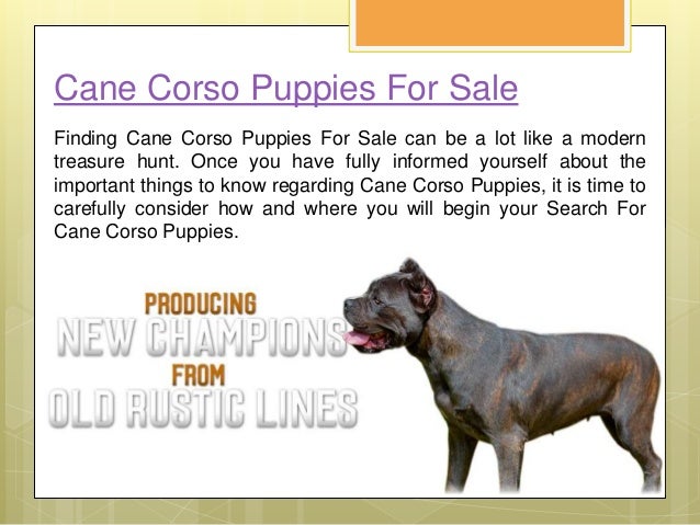 Cane Corso Puppies
