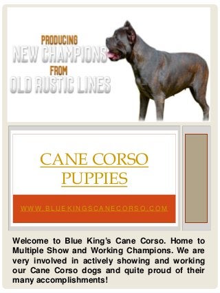 W W W. B L U E K I N G S C A N E C O R S O . C O M
CANE CORSO
PUPPIES
Welcome to Blue King’s Cane Corso. Home to
Multiple Show and Working Champions. We are
very involved in actively showing and working
our Cane Corso dogs and quite proud of their
many accomplishments!
 