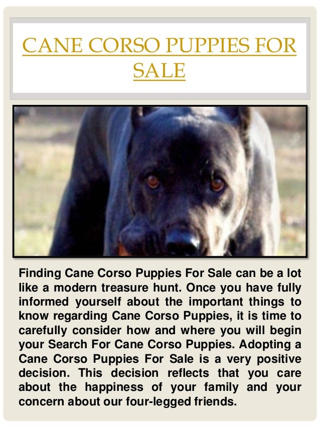 corso puppy for sale corso puppies corso puppy for sale corso puppies