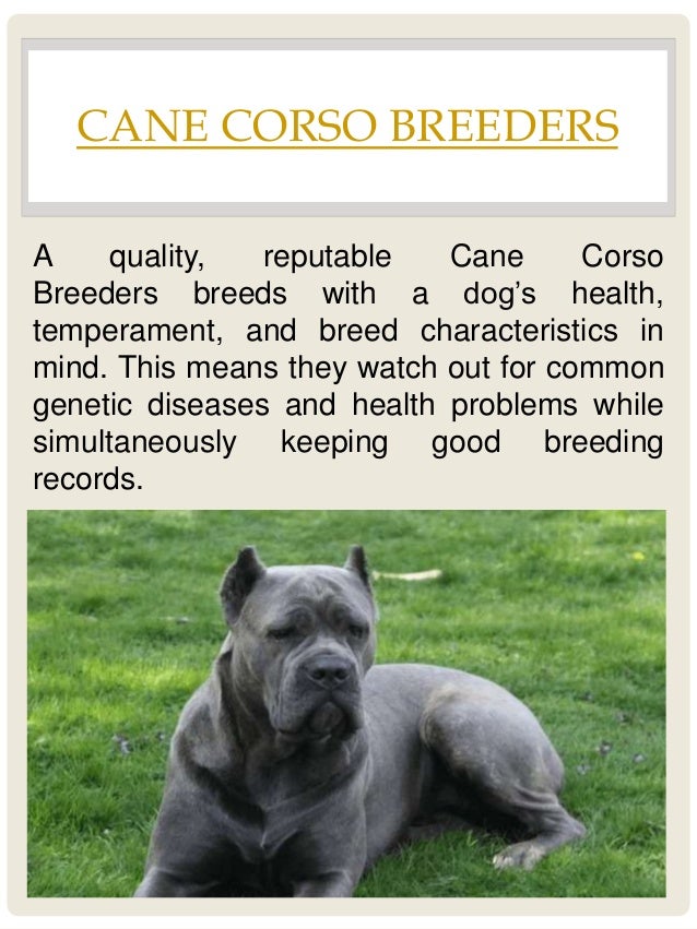 Cane Corso Good Guard Dog Cane Corso Good Guard Dog