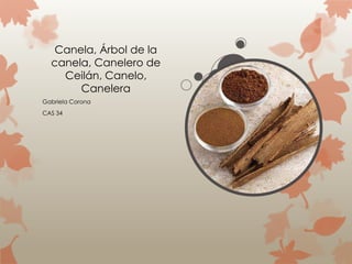 Canela, Árbol de la
  canela, Canelero de
    Ceilán, Canelo,
       Canelera
Gabriela Corona
CAS 34
 