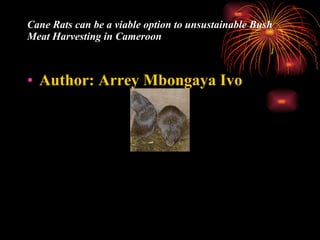 Cane Rats can be a viable option to unsustainable Bush Meat Harvesting in Cameroon ,[object Object]