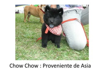 ChowChow : Proveniente de Asia 