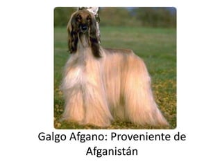 Galgo Afgano: Proveniente de Afganistán