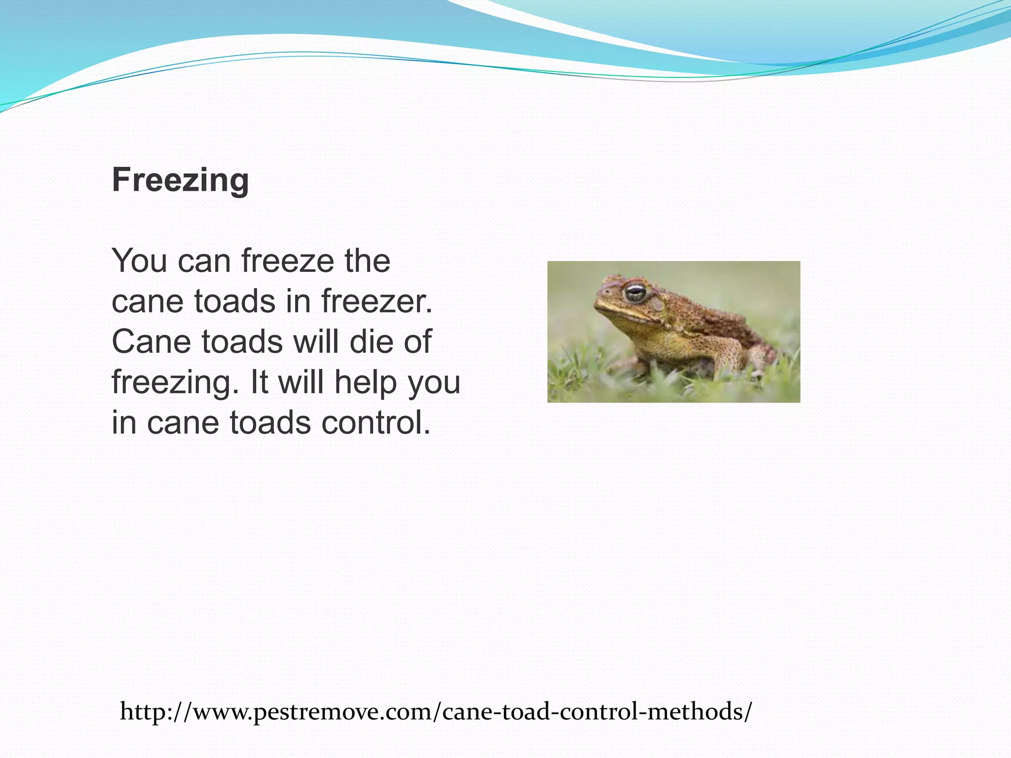 Cane toad control methods | PPTX | Chemistry | Science