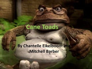 Cane Toads
By Chantelle Eikelboom and
Mitchell Barber

 