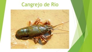 Cangrejo de Rio
 