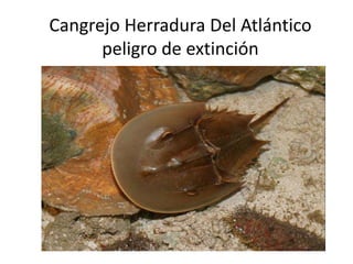 Cangrejo Herradura Del Atlántico
peligro de extinción
 