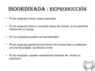 ISOORDINADA : reproducción
• P1 los cangrejos tienen sexos separados

• P2 los cangrejos llevan a menudo masas de huevos en la superficie
  inferior de su cuerpo

• P3 los cangrejos pueden ser hermafrodita

• P4 los cangrejos generalmente llevan los huevos bajo su abdomen
  una vez fecundado los liberan al mar

• P5 los cangrejos pueden reproducirse después de mudar su
  caparazon
 