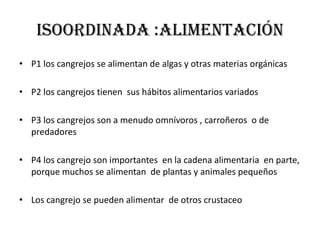ISOORDINADA :alimentación
• P1 los cangrejos se alimentan de algas y otras materias orgánicas

• P2 los cangrejos tienen sus hábitos alimentarios variados

• P3 los cangrejos son a menudo omnívoros , carroñeros o de
  predadores

• P4 los cangrejo son importantes en la cadena alimentaria en parte,
  porque muchos se alimentan de plantas y animales pequeños

• Los cangrejo se pueden alimentar de otros crustaceo
 
