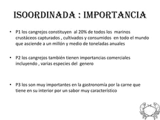 ISOORDINADA : importancia
• P1 los cangrejos constituyen al 20% de todos los marinos
  crustáceos capturados , cultivados y consumidos en todo el mundo
  que asciende a un millón y medio de toneladas anuales

• P2 los cangrejos también tienen importancias comerciales
  incluyendo , varias especies del genero



• P3 los son muy importantes en la gastronomía por la carne que
  tiene en su interior por un sabor muy característico
 