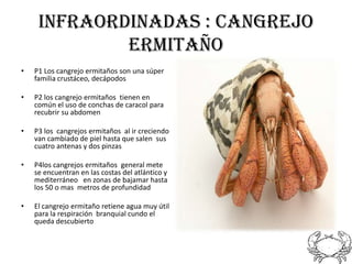 Infraordinadas : cangrejo
             ermitaño
•   P1 Los cangrejo ermitaños son una súper
    familia crustáceo, decápodos

•   P2 los cangrejo ermitaños tienen en
    común el uso de conchas de caracol para
    recubrir su abdomen

•   P3 los cangrejos ermitaños al ir creciendo
    van cambiado de piel hasta que salen sus
    cuatro antenas y dos pinzas

•   P4los cangrejos ermitaños general mete
    se encuentran en las costas del atlántico y
    mediterráneo en zonas de bajamar hasta
    los 50 o mas metros de profundidad

•   El cangrejo ermitaño retiene agua muy útil
    para la respiración branquial cundo el
    queda descubierto
 