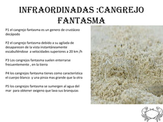 Infraordinadas :cangrejo
                fantasma
P1 el cangrejo fantasma es un genero de crustáceo
decápodo

P2 el cangrejo fantasma debido a su agilada de
desaparecen de la vista instantáneamente
escabulléndose a velocidades superiores a 20 km /h

P3 Los cangrejos fantasma suelen enterrarse
frecuentemente , en la tierra

P4 los cangrejos fantasma tienes como característica
el cuerpo blanco y una pinza mas grande que la otra

P5 los cangrejos fantasma se sumergen al agua del
mar para obtener oxigeno que lava sus branquias
 