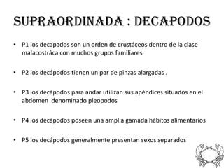 SUPRAORDINADA : DECAPODOS
• P1 los decapados son un orden de crustáceos dentro de la clase
  malacostráca con muchos grupos familiares

• P2 los decápodos tienen un par de pinzas alargadas .

• P3 los decápodos para andar utilizan sus apéndices situados en el
  abdomen denominado pleopodos

• P4 los decápodos poseen una amplia gamada hábitos alimentarios

• P5 los decápodos generalmente presentan sexos separados
 