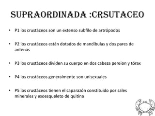 SUPRAORDINADA :CRSUTACEO
• P1 los crustáceos son un extenso subfilo de artrópodos

• P2 los crustáceos están dotados de mandíbulas y dos pares de
  antenas

• P3 los crustáceos dividen su cuerpo en dos cabeza pereion y tórax

• P4 los crustáceos generalmente son unisexuales

• P5 los crustáceos tienen el caparazón constituido por sales
  minerales y exoesqueleto de quitina
 