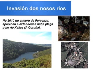 <<<<
Invasión dos nosos rios
No 2010 no encoro da Fervenza,
apareceu e extendeuse unha plaga
polo río Xallas (A Coruña).
 