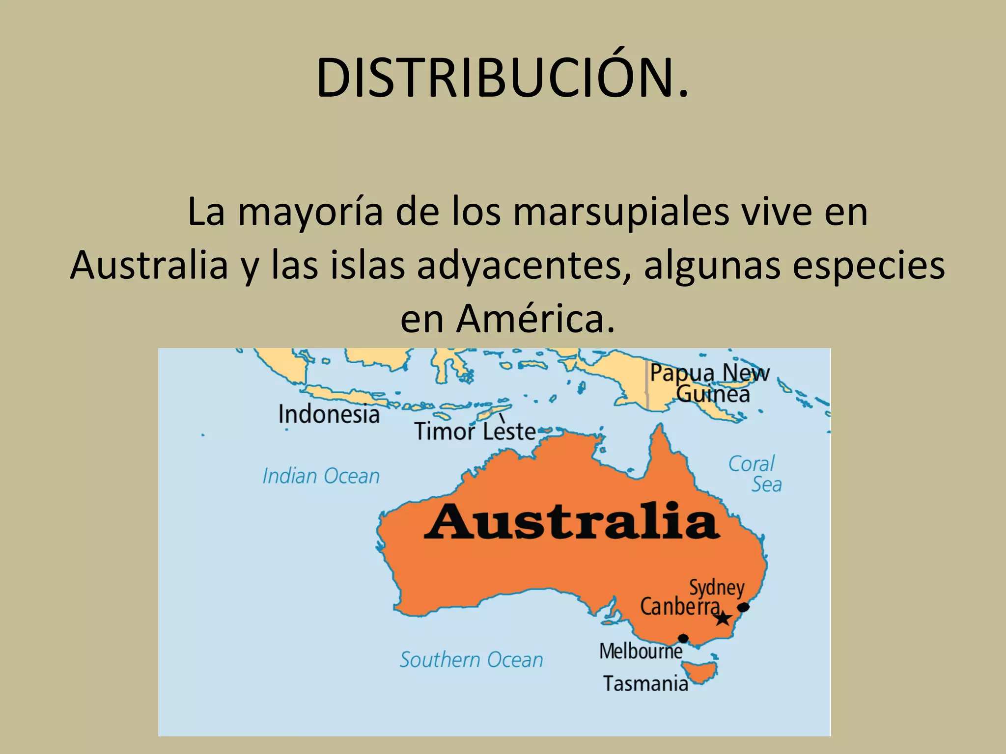 DISTRIBUCIÓN.
La mayoría de los marsupiales vive en
Australia y las islas adyacentes, algunas especies
en América.