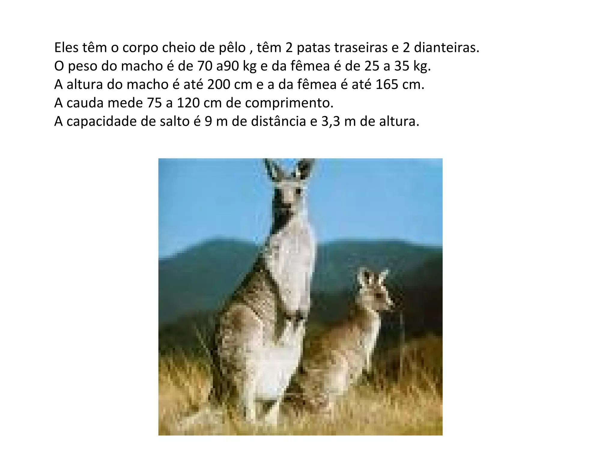 Eles têm o corpo cheio de pêlo , têm 2 patas traseiras e 2 dianteiras. O peso do macho é de 70 a90 kg e da fêmea é de 25 a 35 kg. A altura do macho é até 200 cm e a da fêmea é até 165 cm. A cauda mede 75 a 120 cm de comprimento. A capacidade de salto é 9 m de distância e 3,3 m de altura. 