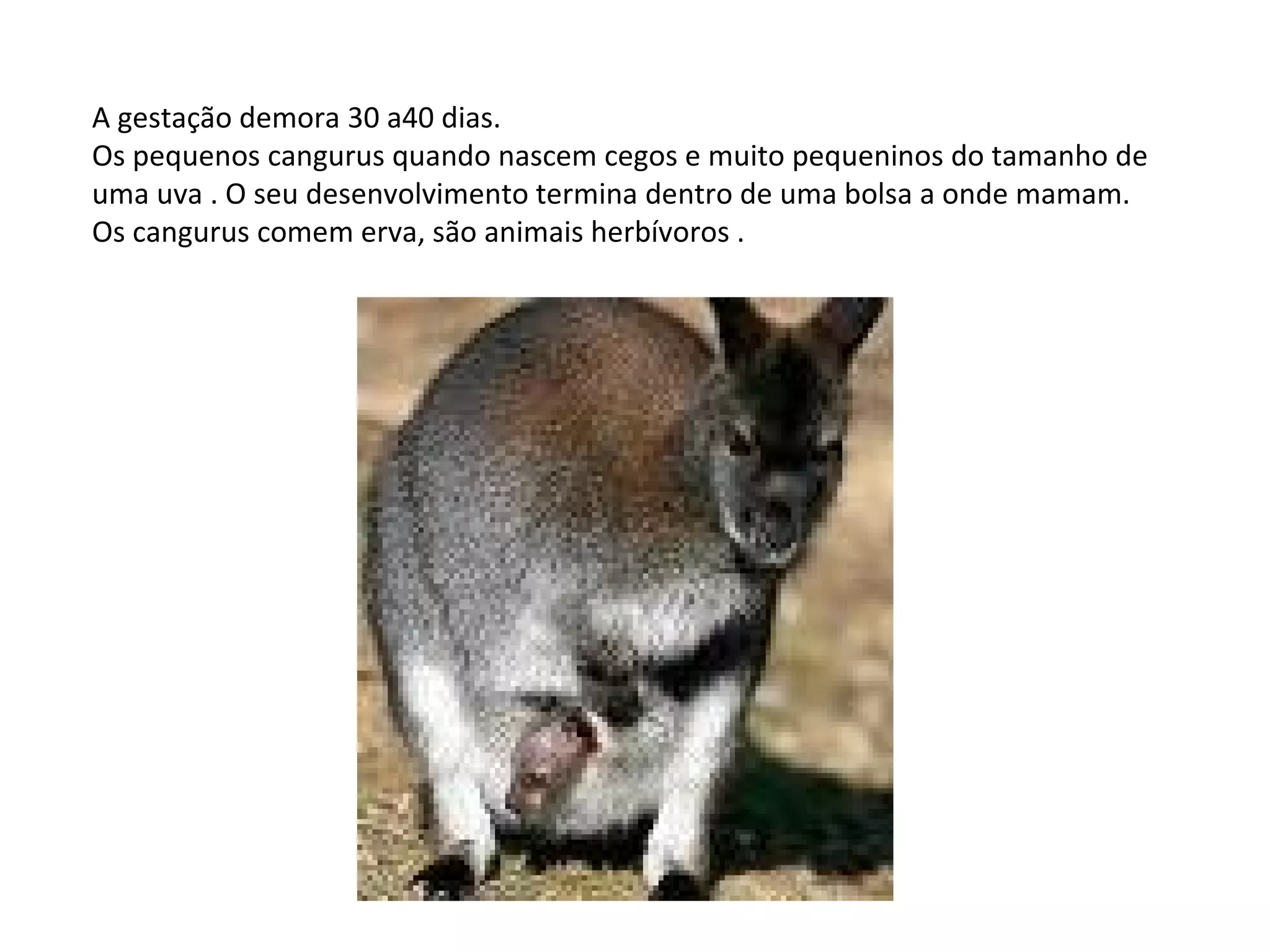 A gestação demora 30 a40 dias. Os pequenos cangurus quando nascem cegos e muito pequeninos do tamanho de uma uva . O seu desenvolvimento termina dentro de uma bolsa a onde mamam. Os cangurus comem erva, são animais herbívoros . 