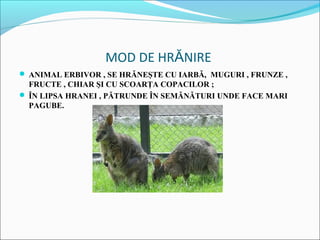 MOD DE HRĂNIRE
 ANIMAL ERBIVOR , SE HRĂNEŞTE CU IARBĂ, MUGURI , FRUNZE ,
  FRUCTE , CHIAR ŞI CU SCOARŢA COPACILOR ;
 ÎN LIPSA HRANEI , PĂTRUNDE ÎN SEMĂNĂTURI UNDE FACE MARI
  PAGUBE.
 