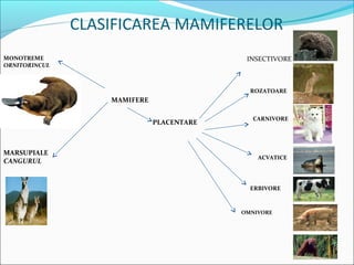 CLASIFICAREA MAMIFERELOR
MONOTREME                                   INSECTIVORE
ORNITORINCUL



                                             ROZATOARE
                   MAMIFERE

                                              CARNIVORE
                              PLACENTARE



MARSUPIALE
                                               ACVATICE
CANGURUL


                                             ERBIVORE



                                           OMNIVORE
 