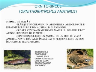 ORNITORINCUL
         (ORNITHORHYNCHUS ANATINUS)

MEDIUL DE VIAŢĂ :
       -TRĂIEŞTE ÎNTODEAUNA ÎN APROPIEREA APELOR,P0ATE FI
ÎNTÂLNIT ÎN RÂURILE DIN AUSTRALIA ŞI TASMANIA ;
       -ÎŞI SAPĂ VIZUINA ÎN MARGINEA MALULUI , GALERIILE POT
ATINGE LUNGIMEA DE 15 METRI ;
       -ORNITORINCUL ESTE UN ANIMAL CU UN MOD DE VIAŢĂ
AMFIBIU, POATE TRĂI ATÂT ÎN APĂ CÂT ŞI PE USCAT ,ESTE UN BUN
ÎNOTATOR ŞI SCUFUNDATOR.



                     DIMENSIUNILE
                     CORPORALE:
                     LUNGIME 50 CM
                     GRUTATE 700-2200G
                     MOD DE VIATA:
                     COMPORTAMENT
                     SINGURATIC
 