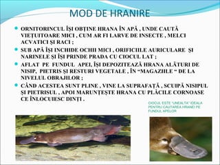 MOD DE HRANIRE
 ORNITORINCUL ÎŞI OBŢINE HRANA ÎN APĂ , UNDE CAUTĂ
  VIEŢUITOARE MICI , CUM AR FI LARVE DE INSECTE , MELCI
  ACVATICI ŞI RACI ;
 SUB APĂ ÎŞI INCHIDE OCHII MICI , ORIFICIILE AURICULARE ŞI
  NARINELE ŞI ÎŞI PRINDE PRADA CU CIOCUL LAT ;
 AFLAT PE FUNDUL APEI, ÎŞI DEPOZITEAZĂ HRANA ALĂTURI DE
  NISIP, PIETRIS ŞI RESTURI VEGETALE , ÎN “MAGAZIILE “ DE LA
  NIVELUL OBRAJILOR ;
 CÂND ACESTEA SUNT PLINE , VINE LA SUPRAFAŢĂ , SCUIPĂ NISIPUL
  ŞI PIETRISUL , APOI MARUNŢEŞTE HRANA CU PLĂCILE CORNOASE
  CE ÎNLOCUIESC DINŢI .
                                          CIOCUL ESTE “UNEALTA” IDEALA
                                          PENTRU CAUTAREA HRANEI PE
                                          FUNDUL APELOR
 
