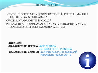 REPRODUCERE

 -PENTRU CLOCIT FEMELA ÎŞI SAPĂ UN TUNEL ÎN PERETELE MALULUI
   CE SE TERMINĂ ÎNTR-O CĂMARĂ
-OUALE SUNT ADĂPOSTITE ÎN CLOACĂ
-PUI APAR DUPĂ 1-2 SĂPTĂMÂNI ŞI RĂMÂN ÎN CUIB APROXIMATIV 4-
   5LUNI , DAR SUG ŞI DUPĂ PĂRĂSIREA ACESTUIA




 CONCLUZII:
 -CARACTER DE REPTILA :-ARE CLOACA
                       -SE ÎNMULŢEŞTE PRIN OUĂ .
 -CARACTER DE MAMIFER :-CORPUL ACOPERIT CU BLANĂ
                        -HRANEŞTE PUI CU LAPTE
 