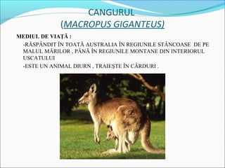 CANGURUL
             (MACROPUS GIGANTEUS)
MEDIUL DE VIAŢĂ :
 -RĂSPÂNDIT ÎN TOATĂ AUSTRALIA ÎN REGIUNILE STÂNCOASE DE PE
 MALUL MĂRILOR , PÂNĂ ÎN REGIUNILE MONTANE DIN INTERIORUL
 USCATULUI
 -ESTE UN ANIMAL DIURN , TRAIEŞTE ÎN CÂRDURI .
 
