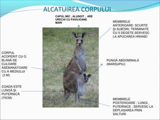 ALCATUIREA CORPULUI
                   CAPUL:MIC , ALUNGIT , ARE
                   URECHI CU PAVILIOANE
                   MARI                           MEMBRELE
                                                  ANTERIOARE: SCURTE
                                                  ŞI SUBŢIRI, TERMINATE
                                                  CU 5 DEGETE,SERVESC
                                                  LA APUCAREA HRANEI




CORPUL
ACOPERIT CU O
BLANĂ DE                                       PUNGĂ ABDOMINALĂ
CULOARE                                        (MARSUPIU)
ASEMANATOARE
CU A MEDIULUI
(3 M)


COADA ESTE
LUNGĂ ŞI
PUTERNICĂ
(70CM)                                            MEMBRELE
                                                  POSTERIOARE : LUNGI ,
                                                  PUTERNICE , SERVESC LA
                                                  DEPLASAREA PRIN
                                                  SALTURI
 