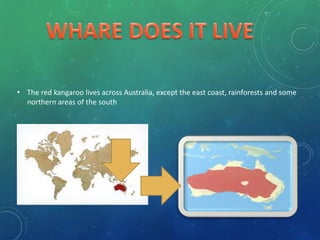 • The red kangaroo lives across Australia, except the east coast, rainforests and some
northern areas of the south
