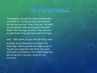 The kangaroo has got the body covered with a
very thick fur. It protects both cold and heat.
His ears are pointed. It has a fine ear. The teeth
are sharpened ready to eat plants and dried
herbs. The front legs are short. They are used
to catch food. It has got claws with five fingers
each.With them you can take the food, clean
its body, rescue themselves and fight. The
other legs help to provide very high jumps. It
has got very large feet with three toes each
stuck with a membrane. The middle finger has
got a long nail. It has got a long tail very
muscular.