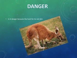 • Is in danger because the hunt for its red skin