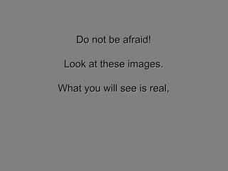 Do not be afraid!Do not be afraid!
Look at these images.Look at these images.
What you will see is real,What you will see is real,
 