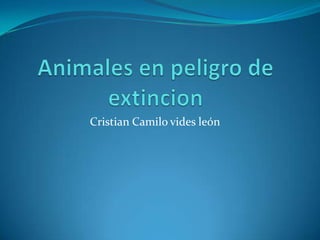 Animales en peligro de extincion Cristian Camilo vides león 