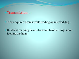 Transmission:-
 Ticks aquired Ecanis while feeding on infected dog.
 this ticks carrying Ecanis transmit to other Dogs upon
feeding on them.
 