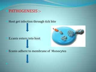  PATHOGENESIS :-
 Host get infection through tick bite
 E.canis enters into host
 Ecanis adhere to membrane of Monocytes

 
