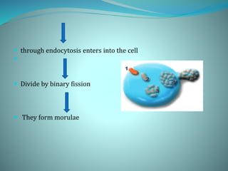  through endocytosis enters into the cell

 Divide by binary fission
 They form morulae
 