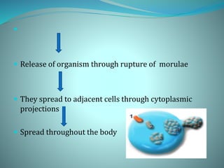 
 Release of organism through rupture of morulae
 They spread to adjacent cells through cytoplasmic
projections
 Spread throughout the body
 