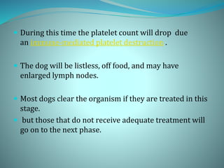  During this time the platelet count will drop due
an immune-mediated platelet destruction .
 The dog will be listless, off food, and may have
enlarged lymph nodes.
 Most dogs clear the organism if they are treated in this
stage.
 but those that do not receive adequate treatment will
go on to the next phase.
 