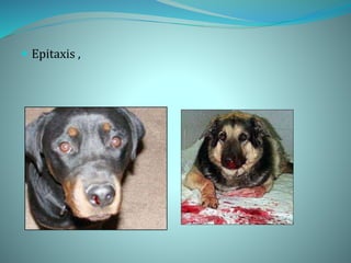 Epitaxis ,
 
