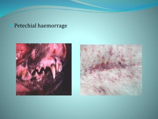  Petechial haemorrage
 