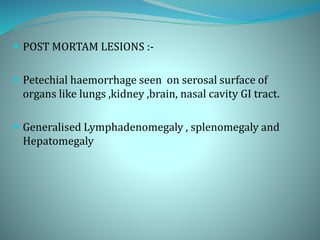  POST MORTAM LESIONS :-
 Petechial haemorrhage seen on serosal surface of
organs like lungs ,kidney ,brain, nasal cavity GI tract.
 Generalised Lymphadenomegaly , splenomegaly and
Hepatomegaly
 
