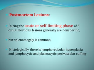  Postmortem Lesions:
 During the acute or self-limiting phase of E
canis infections, lesions generally are nonspecific,
 but splenomegaly is common.
 Histologically, there is lymphoreticular hyperplasia
and lymphocytic and plasmacytic perivascular cuffing
 