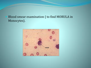  Blood smear examination { to find MORULA in
Monocytes}.
 